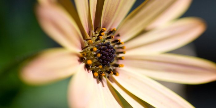 1920x1080 Desktop Daisy HD Wallpapers