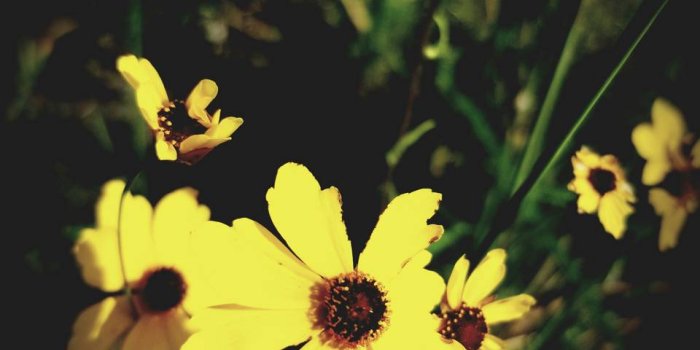 960x1280 Vintage daisy Wallpaper by JaysImageShare - 90 - Free on ZEDGE™