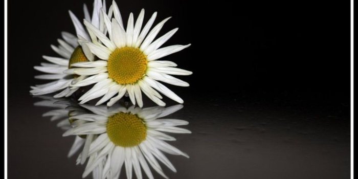 1153x768 iPhone 3G - 3GS wallpapers Page 1345: Flower Daisy Reflections