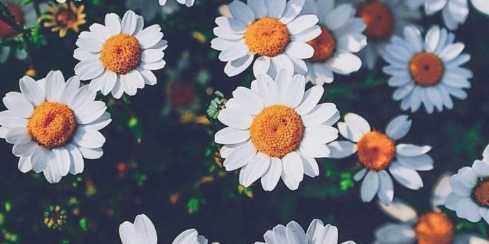1080x2160 Margaritas (Flores) | Wallpapers in 2019 | Sunflower wallpaper