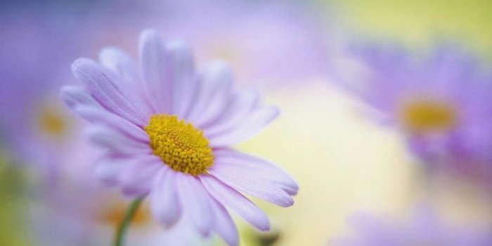 1382x778 Flower Soft Petals Daisy Vintage Wallpaper Iphone 5 ~ Flower HD 16:9