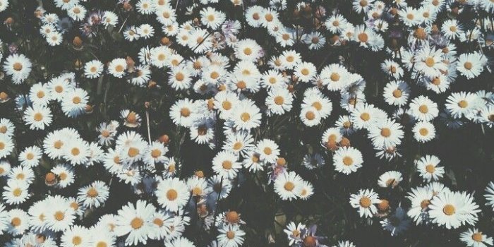 720x1280 vintage flower flowers nature Daisy spring daisies margherite
