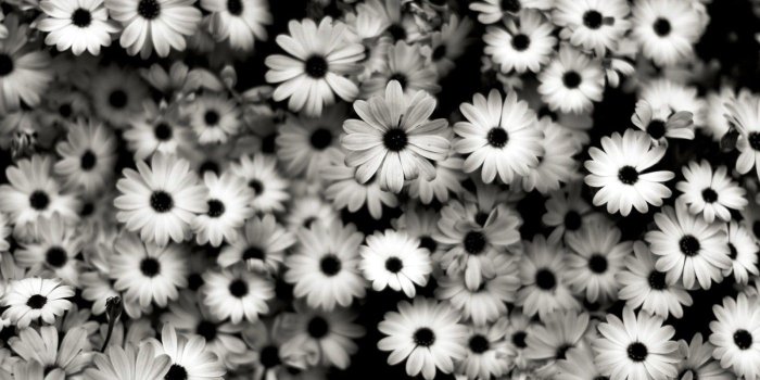 1400x1050 Daisy Flowers Tumblr Wallpaper #i9z · Flower Desktop HD Wallpapers
