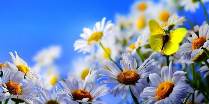 2560x1600 Vintage Daisy Wallpapers Awesome Pink orchids Vintage Wallpaper