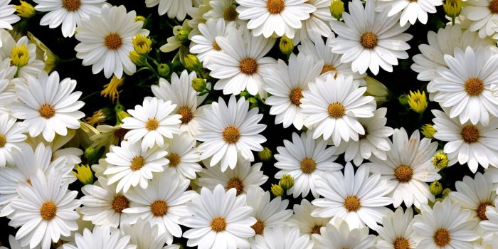 1920x1200 873282 Pretty Daisies Wallpapers | Flowers Backgrounds