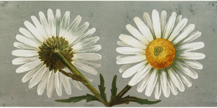 1800x875 Retro daisy wallpaper