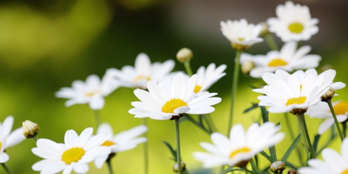 2560x1600 Daisy wallpaper background Gallery