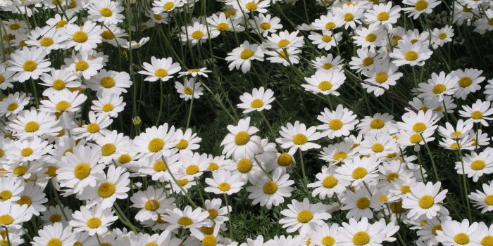 2560x1920 Flowers - Sweety63 Wallpaper (27889992) - Fanpop