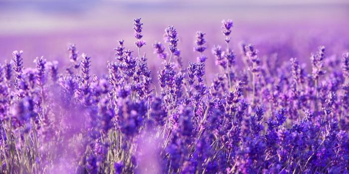 2000x1330 Lavender Wallpaper (64+ images)