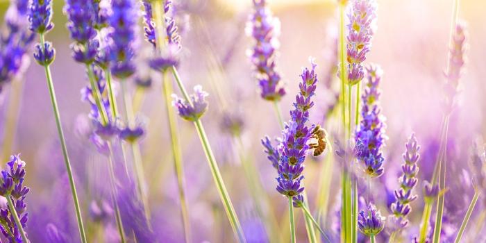 1920x1200 Lavender Wallpapers