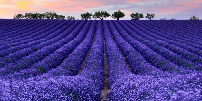 1920x1200 76+ Lavender Wallpapers on WallpaperPlay