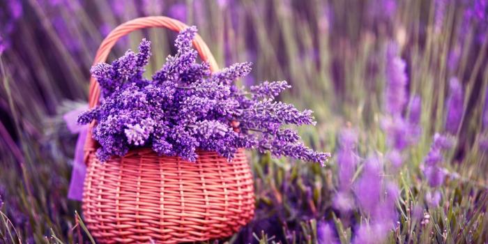 1920x1200 76+ Lavender Wallpapers on WallpaperPlay