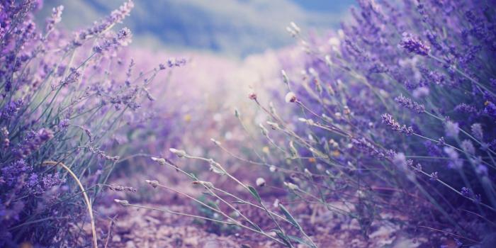 1920x1200 Lavender, Desktop, Background, HD, Wallpaper, Widescreen, Free