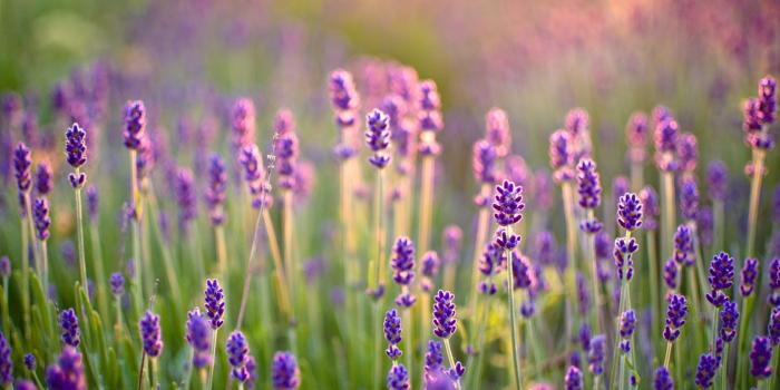 1680x1050 Lavender Desktop Wallpaper, Lavender Flowers Pictures, New