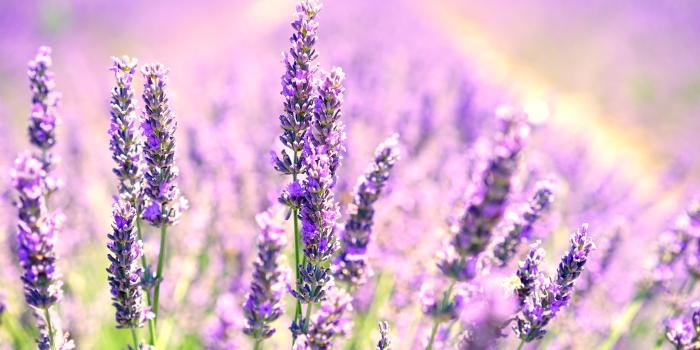 3840x2160 Lavender Blossoms Chromebook Wallpaper