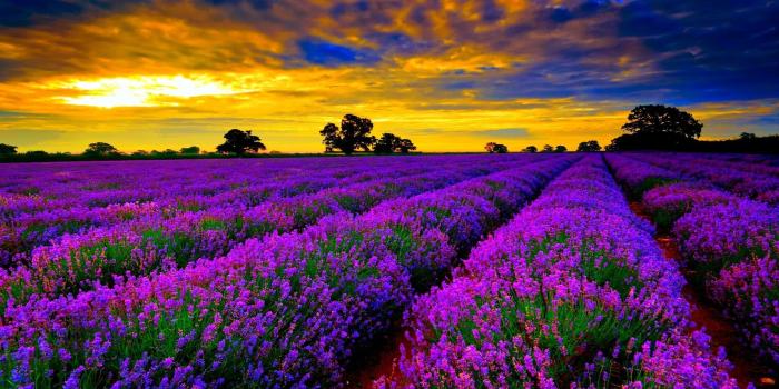 1920x1080 Most Beautiful Field Of Lavender Flowers Widescreen Desktop