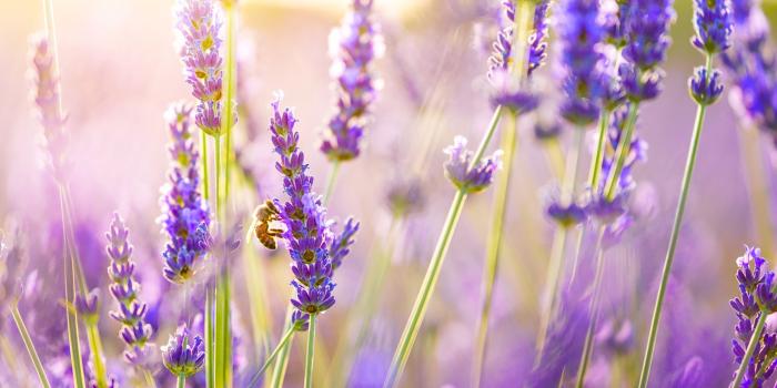 3840x2160 Flowers Lavender Wallpaper | Flowers HD Wallpapers | Wallpaper