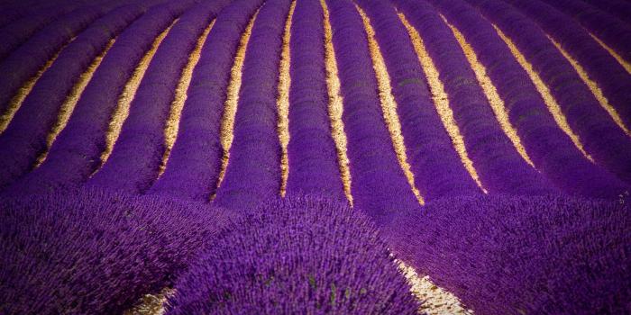 2560x1600 1455487 free desktop wallpaper downloads lavender | Earth | Tokkoro