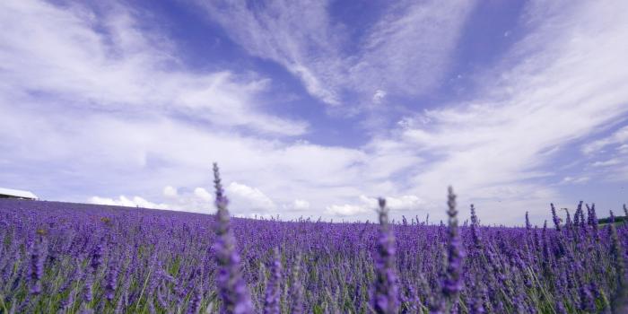 2560x1600 Purple Lavender Flowers Field Background Desktop Wallpapers High