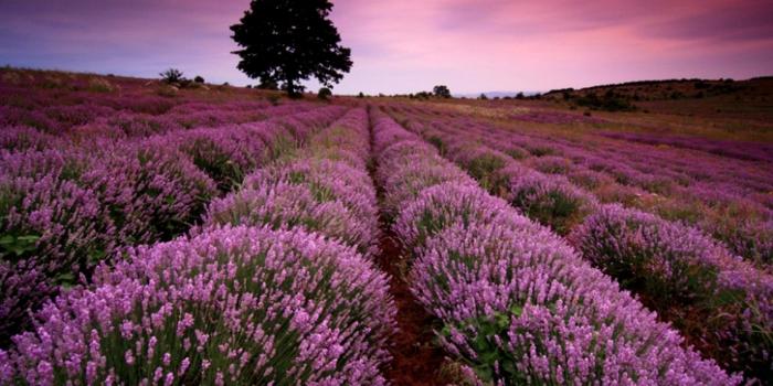 1920x1080 Lavender Desktop Backgrounds - Wallpaper, High Definition, High