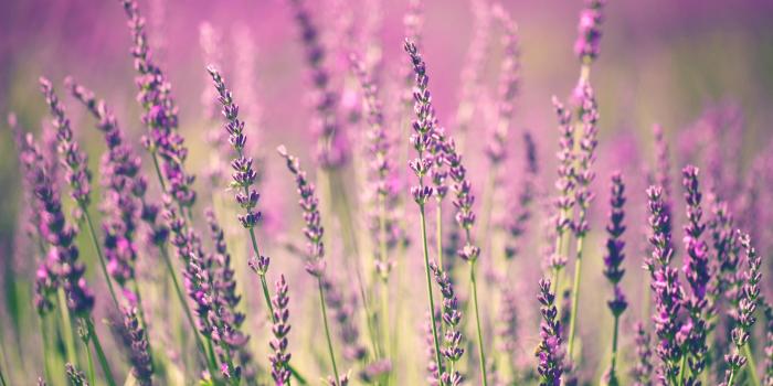 6496x4330 65+ Lavender Flower Wallpapers - Download at WallpaperBro