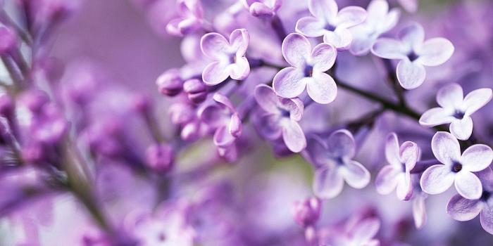 1680x1050 Lavender HD desktop wallpaper : Widescreen : High Definition 1680x1050