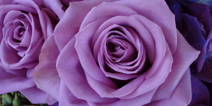 1920x1080 Lavender Rose Desktop Wallpaper 34910 - Baltana