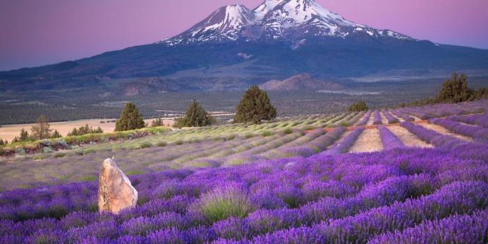 1920x1200 Lavender Lavender fields Mountain Nature Field HD Wallpapers