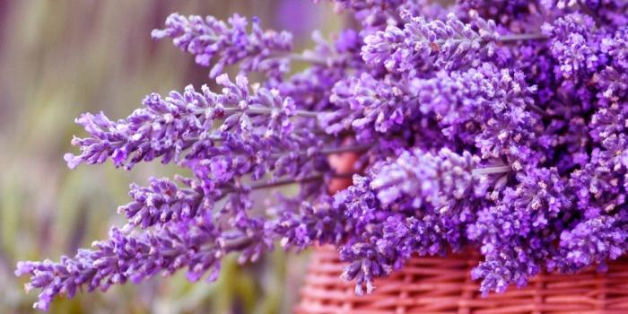 1080x1920 1080x1920 flowers, basket, lavender desktop wallpaper 108284