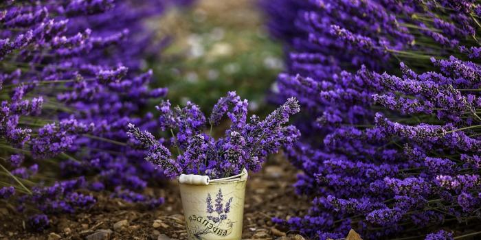 2880x1620 76+ Lavender Wallpapers on WallpaperPlay