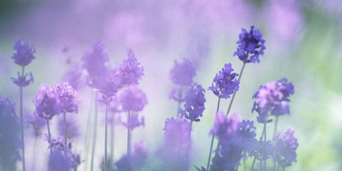 1280x800 Lavender Desktop Wallpapers THIS Wallpaper 1280x800