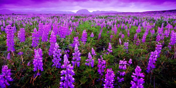 1366x768 8 Lavender Desktop Wallpaper Wallpaper, High Definition, High