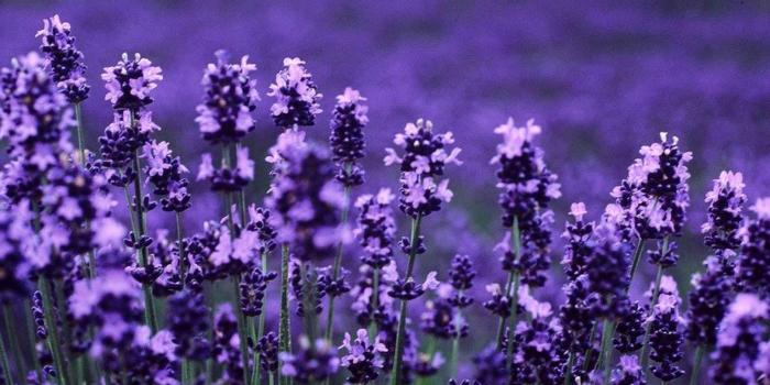 1920x1080 44+] Lavender Wallpaper HD on WallpaperSafari