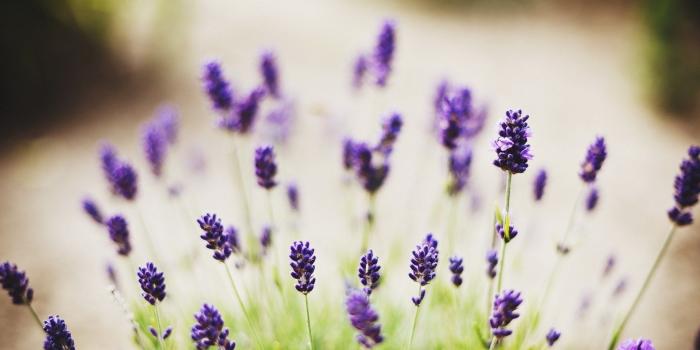 1920x1200 Lavender Flowers Desktop Backgrounds - Wallpaper, High Definition