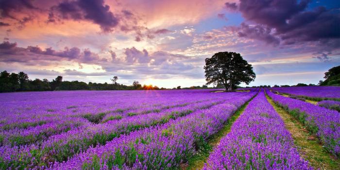 1920x1200 Clouds above the lavender field HD desktop wallpaper : Widescreen