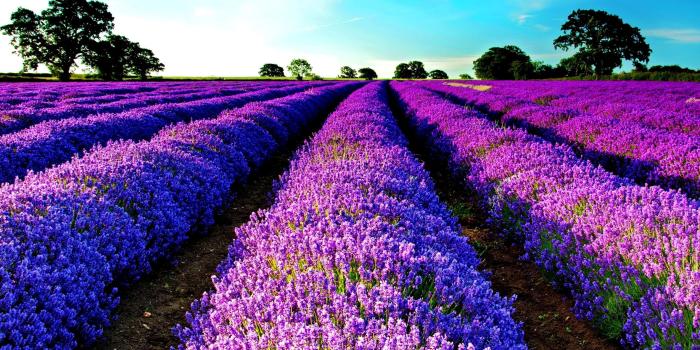 2560x1920 Lavender Morning HD desktop wallpaper : Widescreen : High Definition