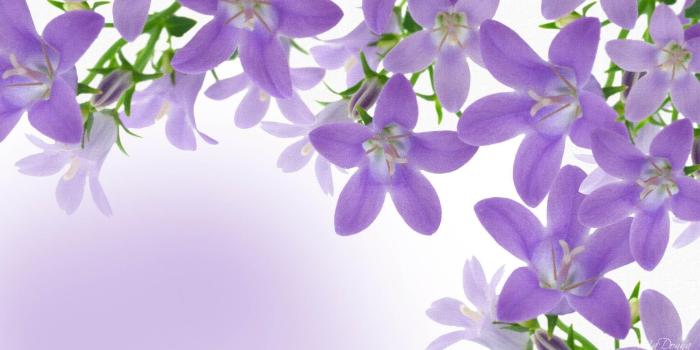 1920x1080 Lavender Desktop Wallpaper, Lavender Flowers Pictures, New
