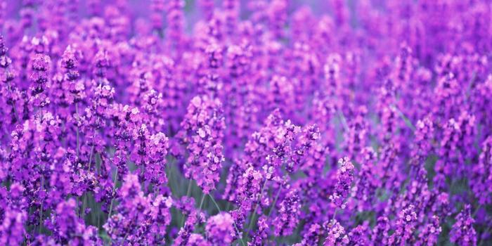 2560x1920 76+ Lavender Wallpapers on WallpaperPlay