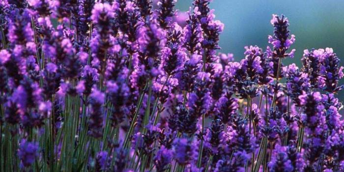 1024x768 Lavender Flower Desktop Wallpaper - Wallpapers Browse
