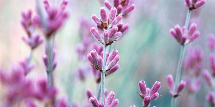 1080x1920 1080x1920 lilac, blur, lavender, nature, field, flowers desktop