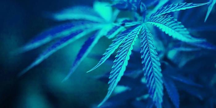 2560x1440 Weed wallpaper downloads Gallery