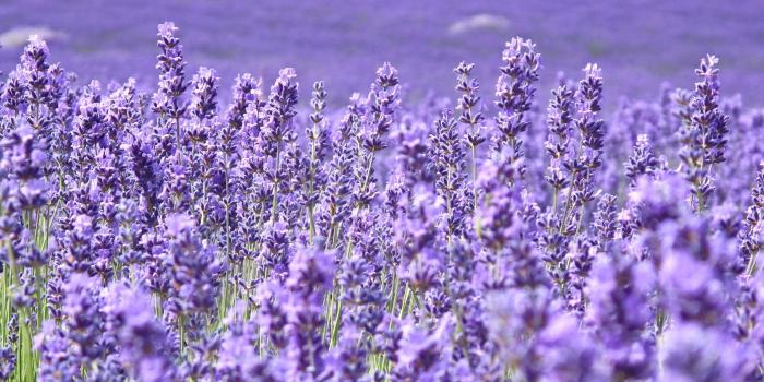 2880x1800 Lavender Purple flower wallpaper hd - Free HD Wallpapers