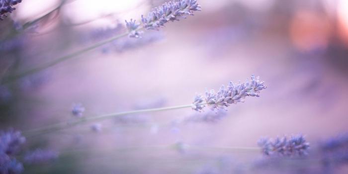 1920x1200 lavender wallpaper hd - HD Desktop Wallpapers | 4k HD