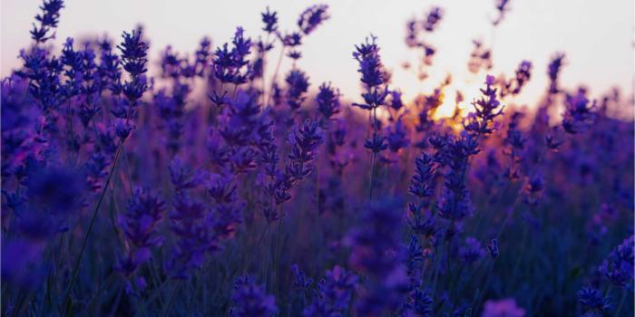 2562x1602 Wallpapers lavender Gallery