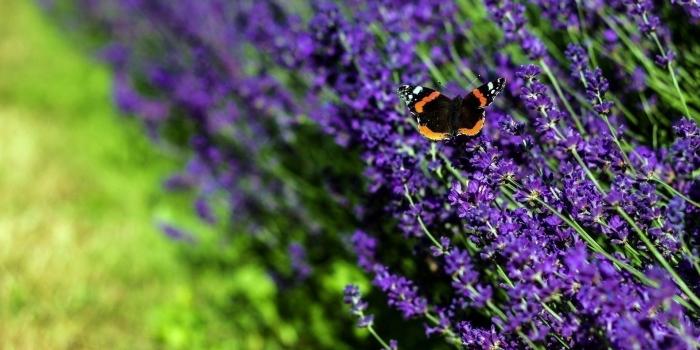 1920x1080 Lavender Desktop Wallpapers - THIS Wallpaper