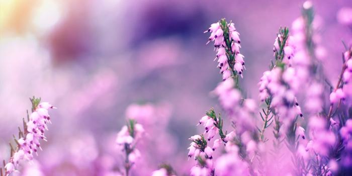 1365x768 Lavender Flower 29 Desktop Wallpaper - HdFlowerWallpaper.com