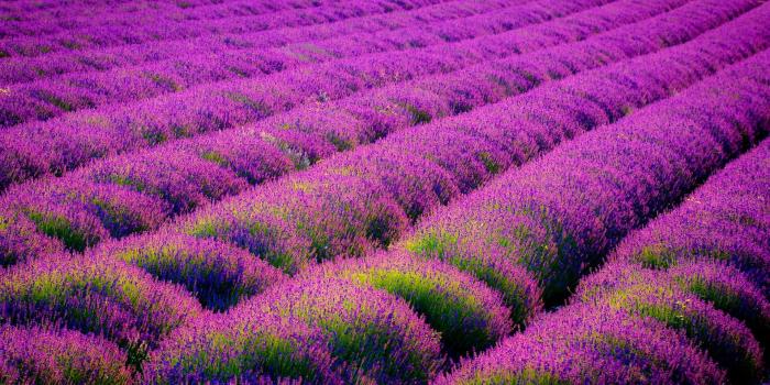 1920x1200 lavender flowers - HD Desktop Wallpapers | 4k HD