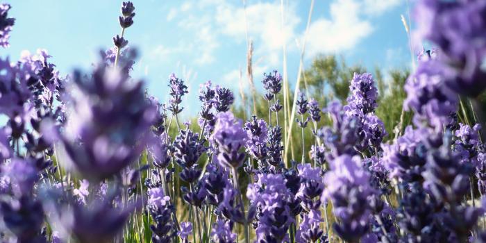 1920x1080 Lavender wallpapers 1920x1080 Full HD (1080p) desktop backgrounds