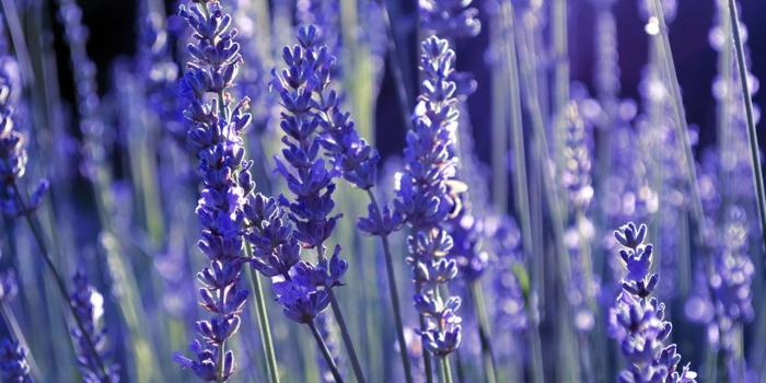 1280x800 Lavender Wallpaper (7)