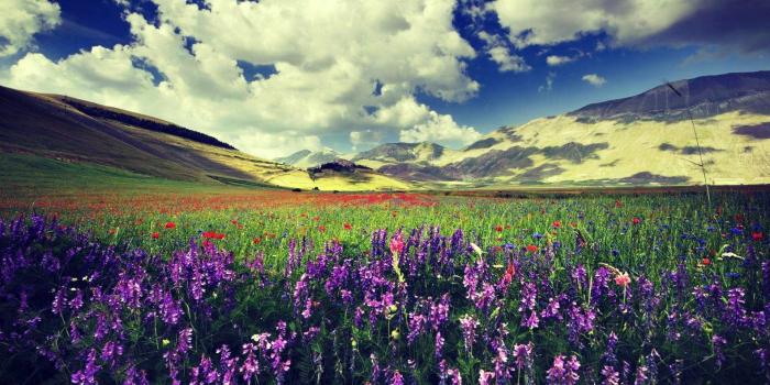 1920x1080 HD Lavender Flower Photo HD Desktop Wallpapers Background Photos